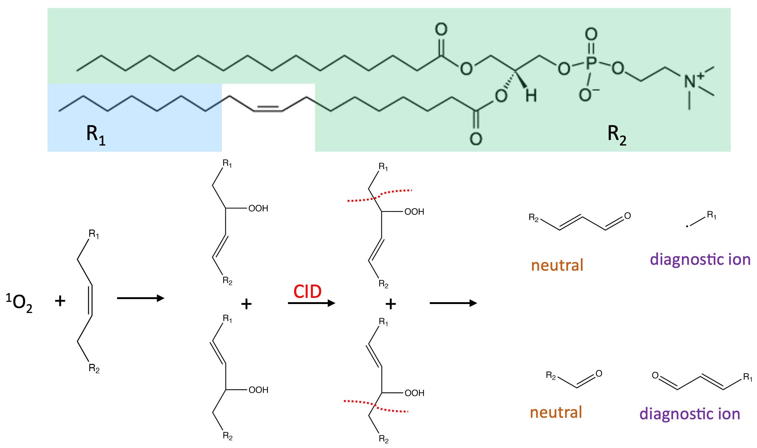 Singlet oxygen is formed by visible laser irradiation
of a photosensitizer and the reaction products lead
to diagnostic ion formation with tandem mass spectrometry.