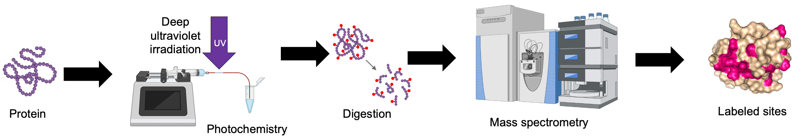 Deep ultraviolet laser protein footprinting workflow