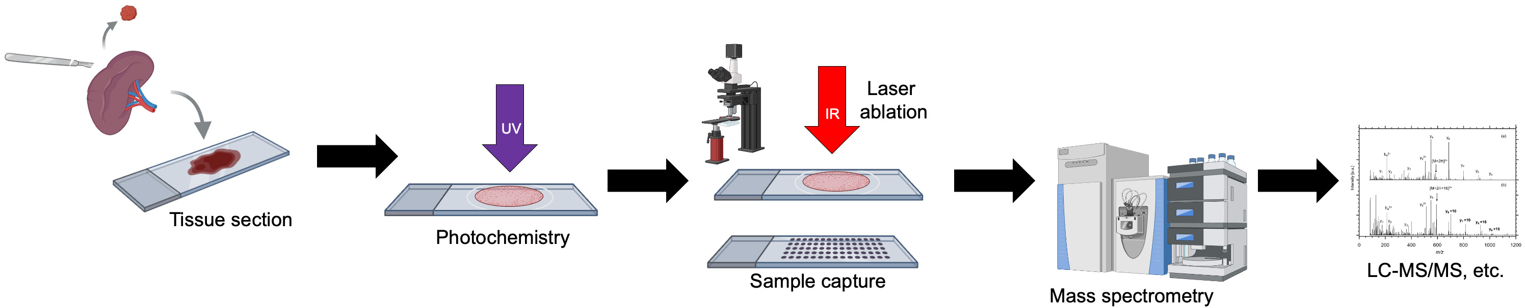Photochemical laser ablation microdissection workflow