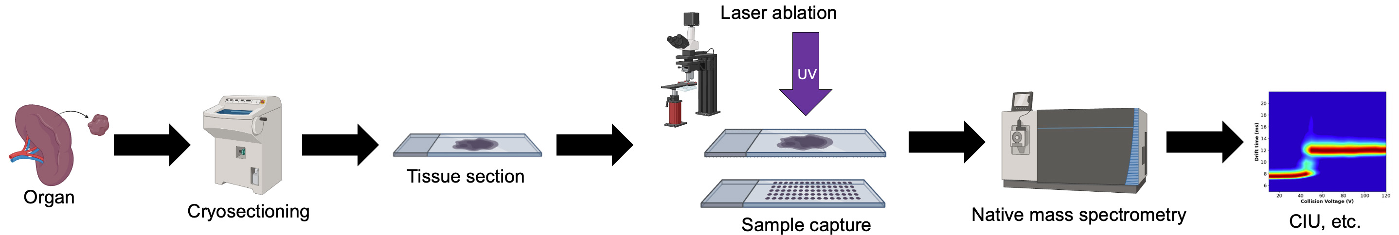 Native Laser Ablation Microdissection