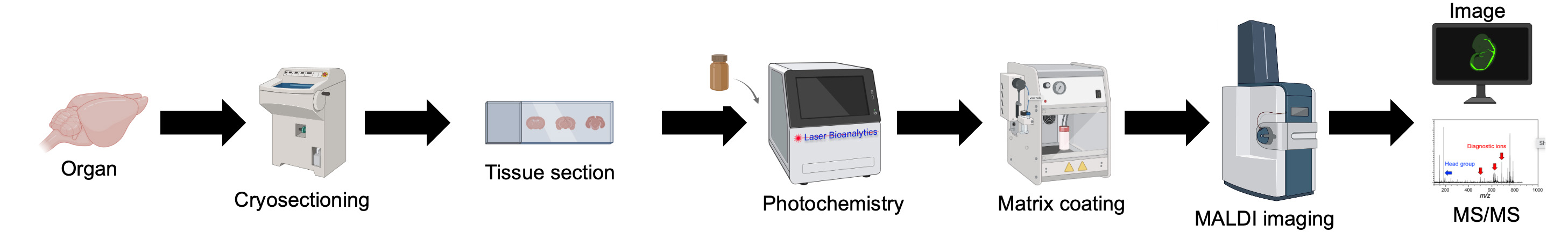 Photochemical Tissue Processing for MALDI Imaging